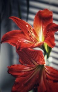 Amaryllis plant on a windowsill