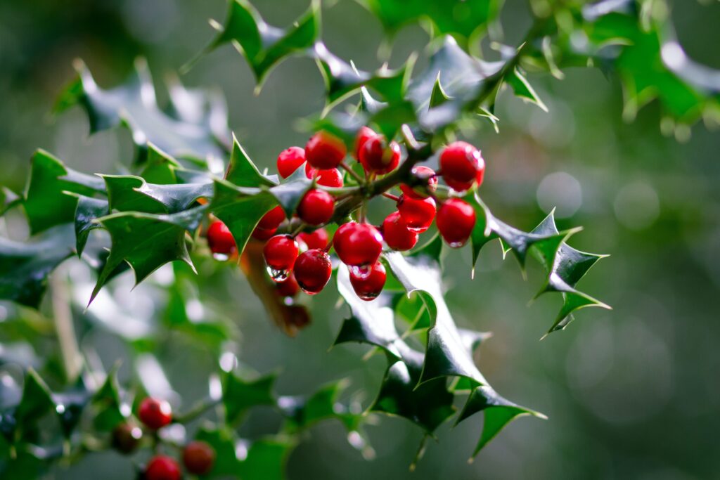 Holly bush