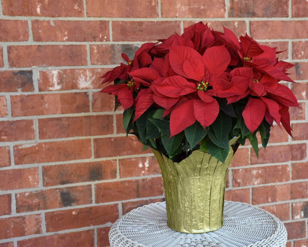 Poinsettias Plant harmful to cats