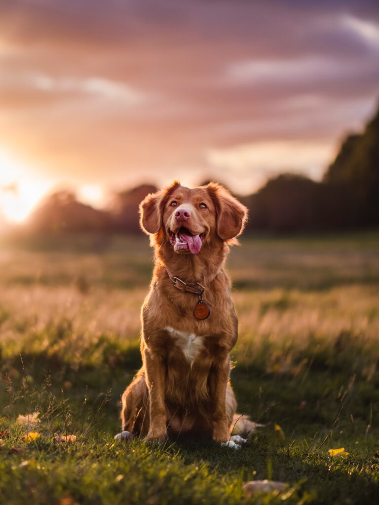 Dog looking happy at sun rise out in a feild