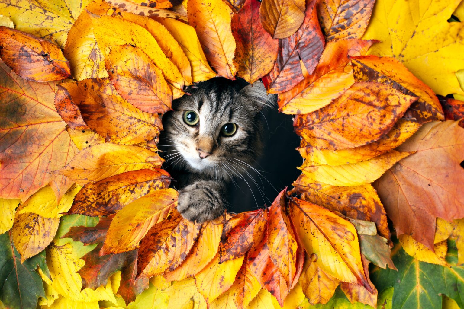 Kitten in Autumn leaves