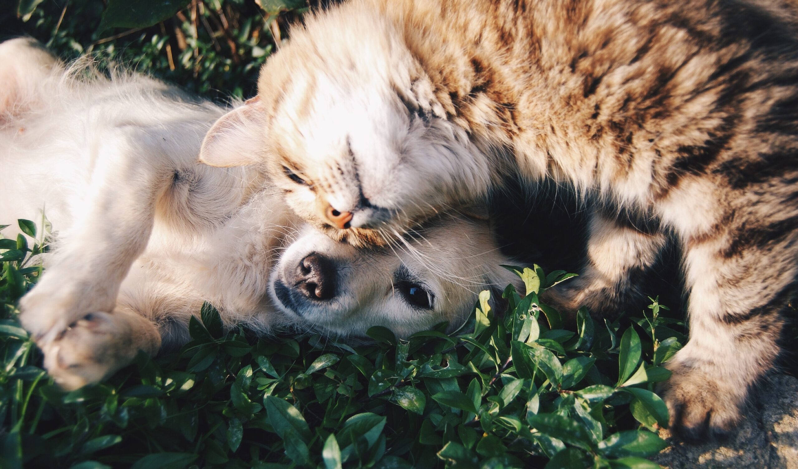 A cat cuddling a dog