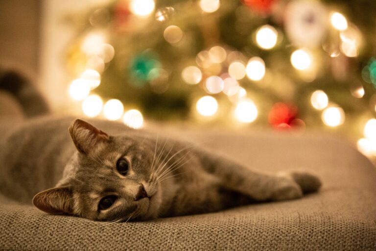 Cat enjoying Christmas