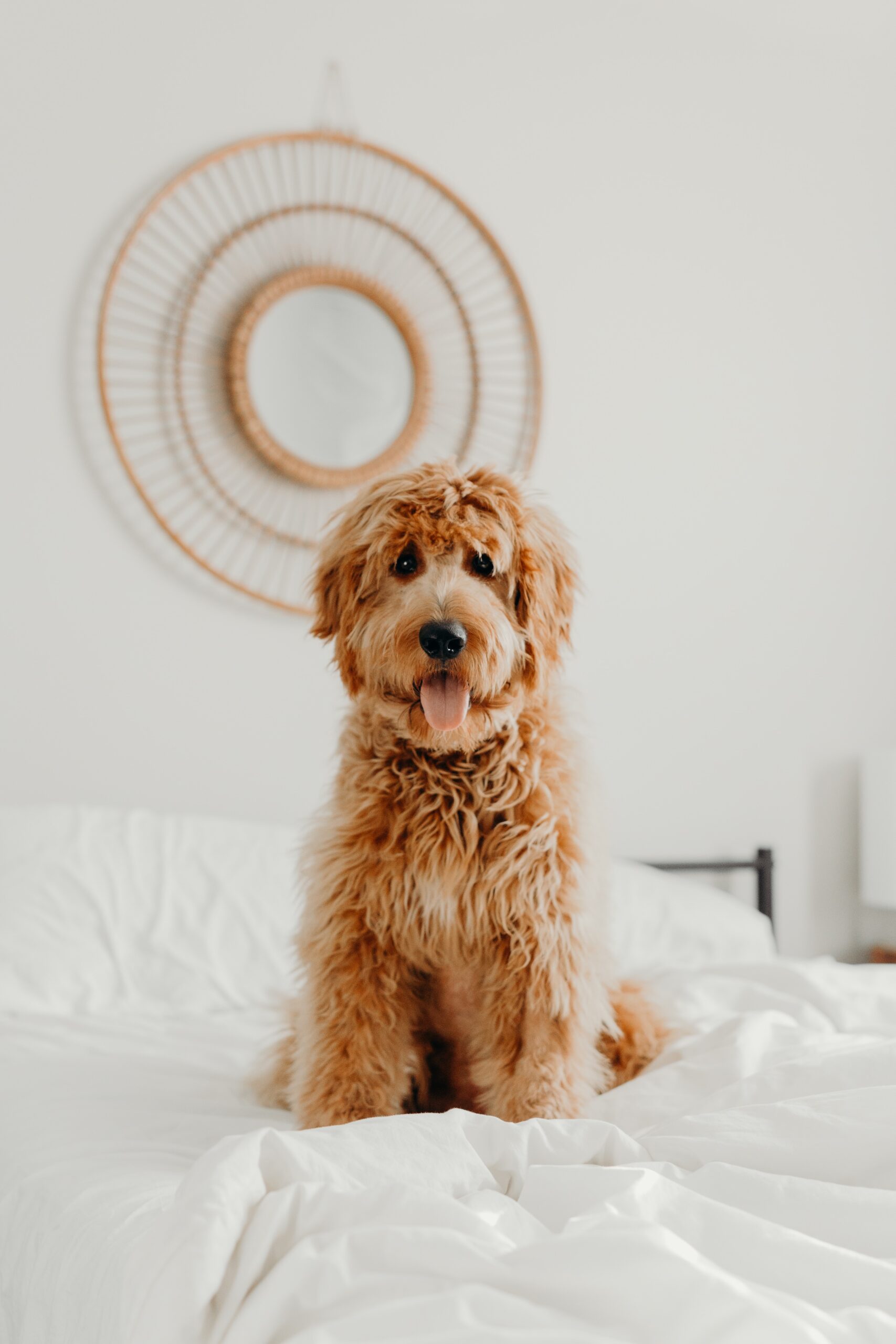 cockerpoo sitting on a bed