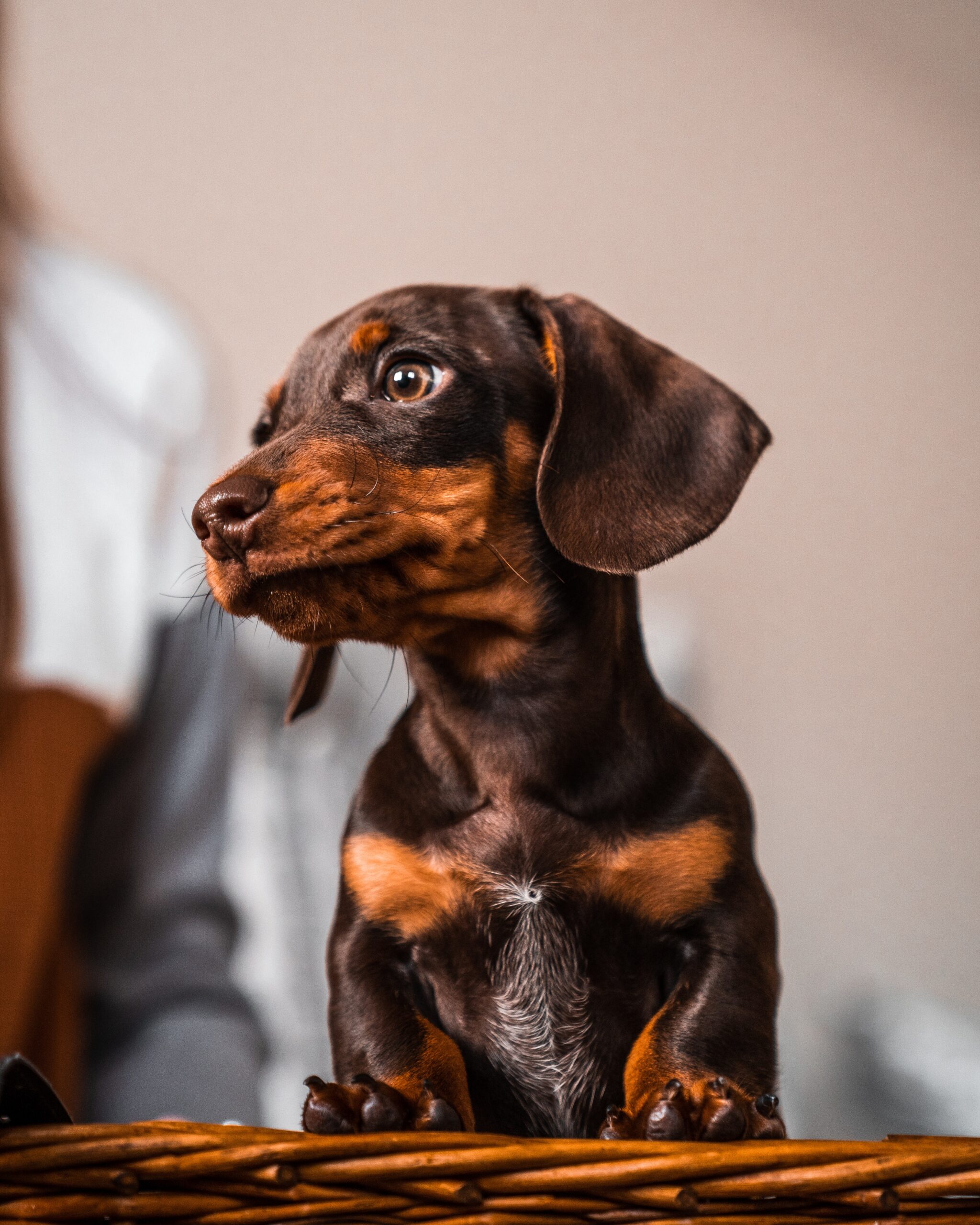 Cute Dachshund