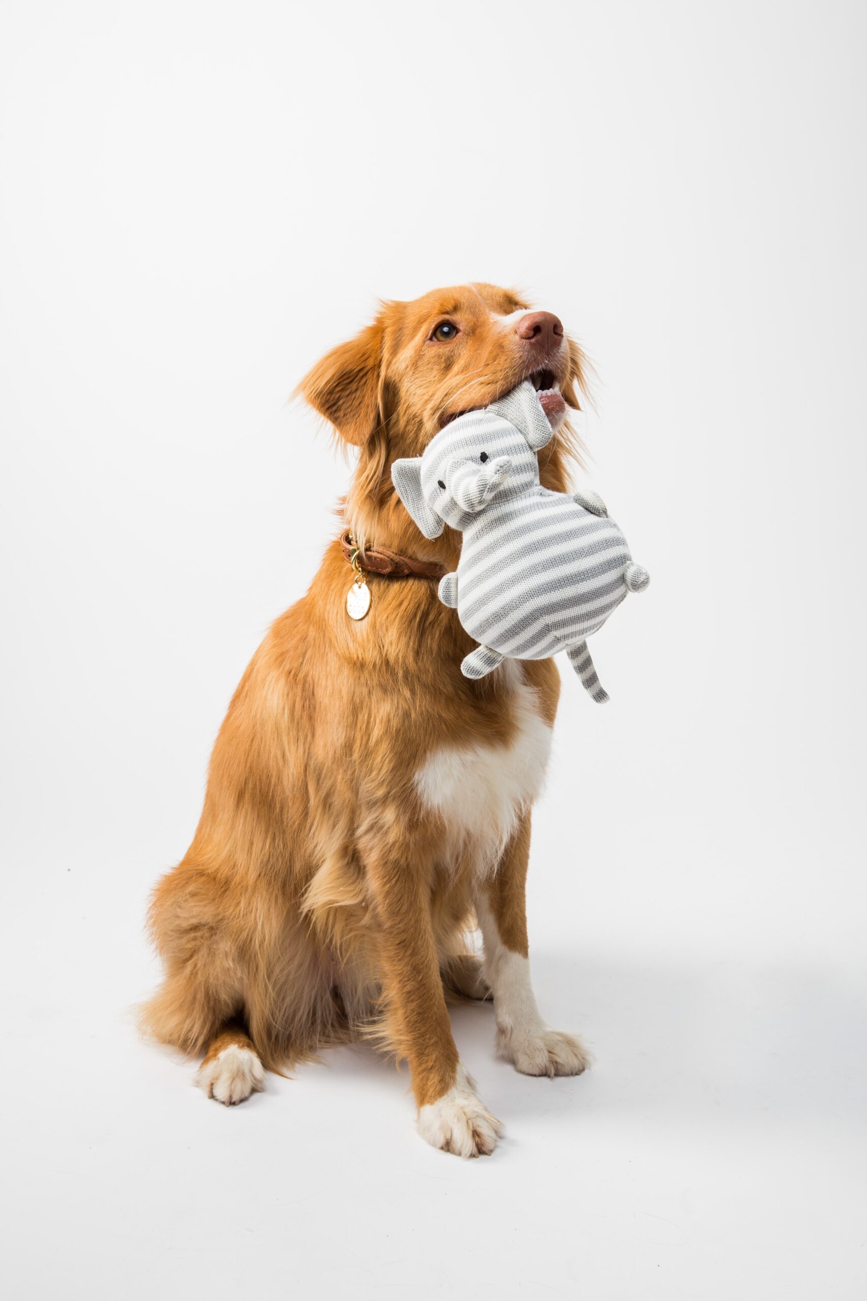 Labrador with a toy in its mouth