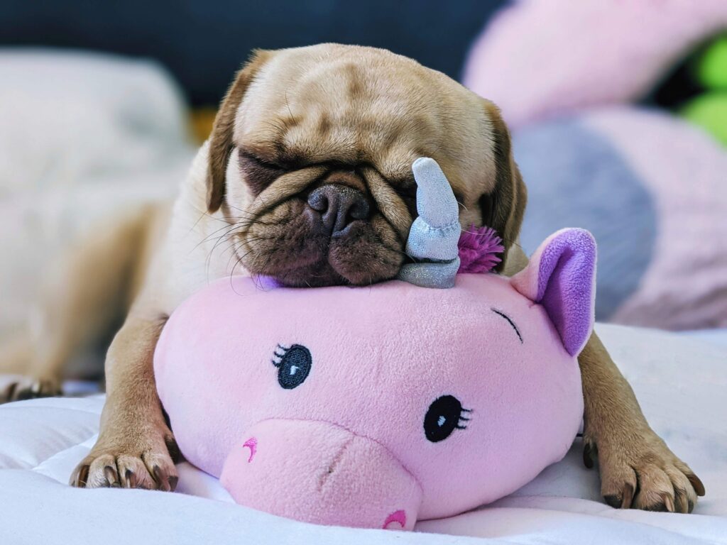 Pug resting its chin on a Plushy toy